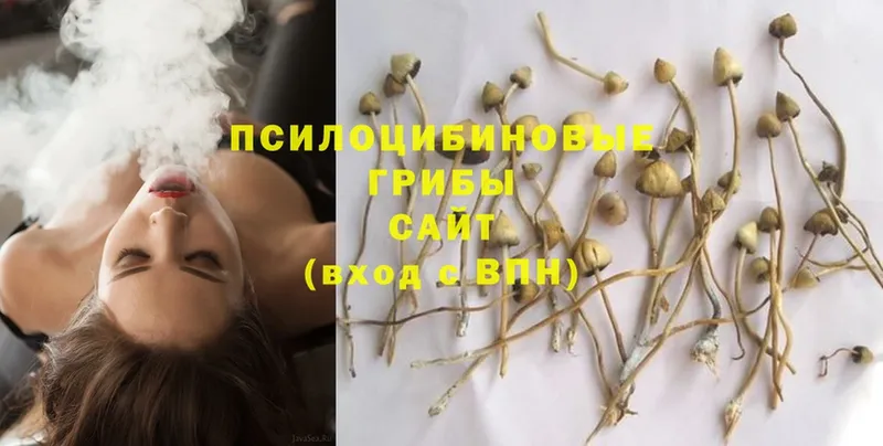 Галлюциногенные грибы MAGIC MUSHROOMS  купить наркотик  Горбатов 